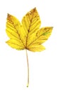 Maple autumn leaf isolated. Acer pseudoplatanus or sycamore maple foliage Royalty Free Stock Photo