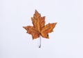 Maple autumn leaf isolated Royalty Free Stock Photo