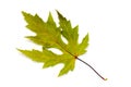 Maple autumn leaf isolated on white Royalty Free Stock Photo