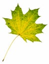Maple autumn leaf isolated on white Royalty Free Stock Photo