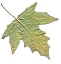 Maple autumn leaf isolated on white background Royalty Free Stock Photo