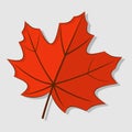 Maple autumn leaf isolated on a white background. Royalty Free Stock Photo