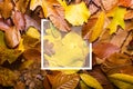 Maple autumn leaves foliage top view of creative layout made out