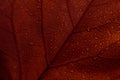 Maple autumn leaves texture background. Macro photo of red fall leaf with raindrops. Seasonal botanical detail wallpaper. Abstract Royalty Free Stock Photo