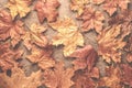 Maple autumn withered dried leaves background