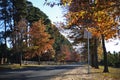 Maple avenue with autumn maple tree leaves walk landscape in Macedon Ranges, Victoria Australia