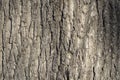 Maple bark texture photo brown for background use