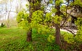 Maple, blooming in spring. A maple branch with young leaves and a brush of flowers.Macro. Plant background vertically. The Family Royalty Free Stock Photo