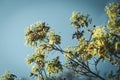 Maple Blossom Against Blue Sky Background Royalty Free Stock Photo