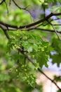 The Maple blossoming in the spring. A maple branch with young leaves and a brush of flowers. Royalty Free Stock Photo