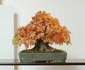 Maple bonsai in fall color Royalty Free Stock Photo