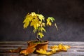 Maple bonsai with fall leaves in brown bowl on wooden board Royalty Free Stock Photo