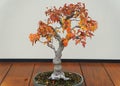 A maple bonsai tree with red and yellow leaves in the Fall Royalty Free Stock Photo