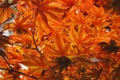 Maple in the bothanic garden Royalty Free Stock Photo