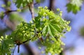 Maple the branch blossoming in the spring with young leaves against the background of the blue sky in sunny day. Royalty Free Stock Photo