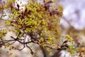 Maple the branch blossoming in the spring with young red  leaves against the blurring background in sunny day. Royalty Free Stock Photo