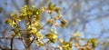 The blossoming maple branch. Royalty Free Stock Photo