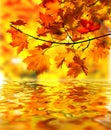 Maple branch with fall leaves Royalty Free Stock Photo