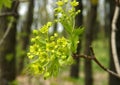 A maple branch with flowers Royalty Free Stock Photo