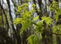 A maple branch with flowers Royalty Free Stock Photo