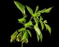 Maple branch with foliage and green lionfishs, isolated on black background Royalty Free Stock Photo