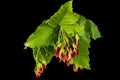 Maple branch with foliage and red lionfishs, isolated on black background Royalty Free Stock Photo