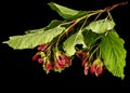 Maple branch with foliage and red lionfishs, isolated on black background Royalty Free Stock Photo