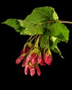 Maple branch with foliage and red lionfishs, isolated on black background Royalty Free Stock Photo