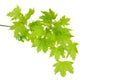 Maple branch with fresh, young green leaves isolated Royalty Free Stock Photo