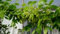 Maple branch with green leaves and young seeds. Spring or summer bright sunny day Royalty Free Stock Photo