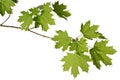 Maple branch