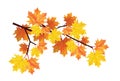 Maple branch isolated on white. Vector illustration.