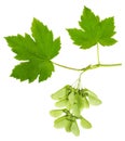 Maple branch with leaves and samaras Royalty Free Stock Photo