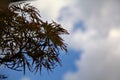Maple branch with the sky as backdrop Royalty Free Stock Photo