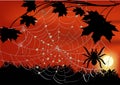 Maple branch and spider in web