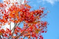 Maple branch tree on sky background in autumn season, maple leaves turn to red, sunlight in season change, Japan Royalty Free Stock Photo