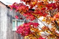 Maple branch tree on sky background in autumn season, maple leaves turn to red, sunlight in season change, Japan Royalty Free Stock Photo