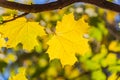 A maple branch with two gold and yellow carved leaves on a blurred background in autumn Royalty Free Stock Photo