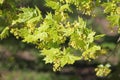 Maple branch with young green leaves and flowers Royalty Free Stock Photo