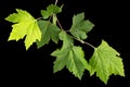 Maple branch with young green leaves, isolated on black background Royalty Free Stock Photo