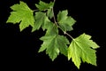 Maple branch with young green leaves, isolated on black background Royalty Free Stock Photo