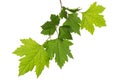 Maple branch with young green leaves, isolated on white background Royalty Free Stock Photo