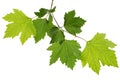 Maple branch with young green leaves, isolated on white background Royalty Free Stock Photo