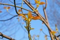 Maple branch with young green-red leaves in the park against the blue sky Royalty Free Stock Photo