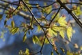 Maple branch with young leaves against blue sky. Maple leaves on Royalty Free Stock Photo