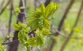 Maple branch with young leaves and flowers in selective focus Royalty Free Stock Photo