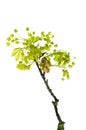 Maple branch with young leaves and flowers Royalty Free Stock Photo