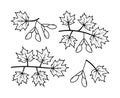 Maple branches and maple fruit vector line icons. Nature and ecology. Isolated collection of line icons maple branches