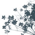 Maple branches and leaves in a concise manner on a white background for your designs