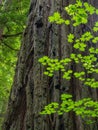 Maple branches and redwood tree trunk